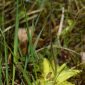 Pinguicula vulgaris L.