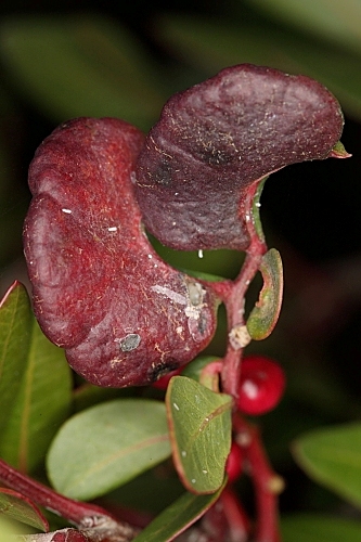 Pistacia lentiscus L.