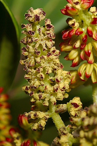 Pistacia lentiscus L.