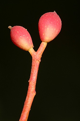 Pistacia terebinthus L.