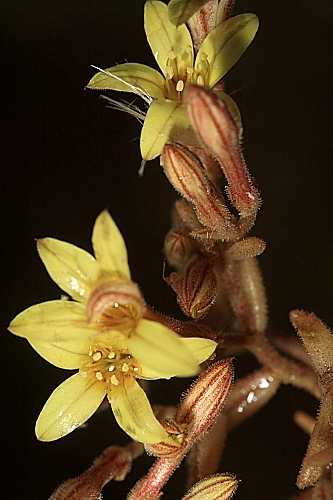 Pistorinia breviflora Boiss.