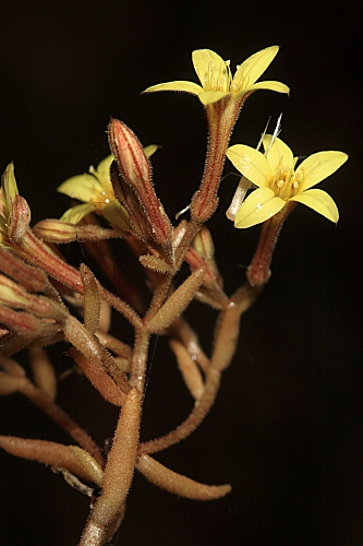 Pistorinia breviflora Boiss.