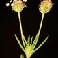 Plantago afra L.