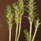 Plantago algarbiensis Samp.