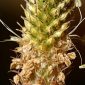 Plantago lanceolata L.