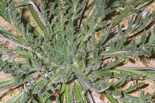 Plantago macrorhiza Poir.