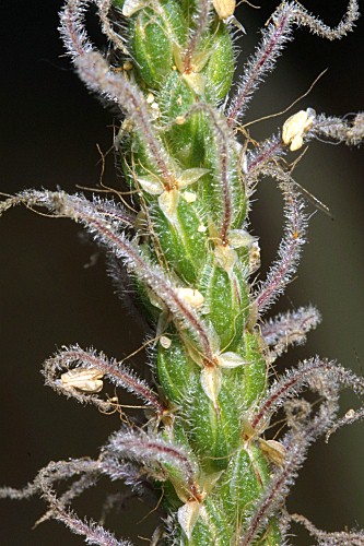 Plantago macrorhiza Poir.