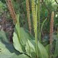 Plantago major L.