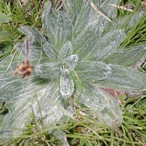 Plantago nivalis Boiss.