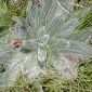 Plantago nivalis Boiss.