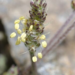 Plantago holosteum Scop.