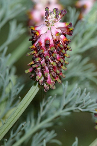 Platycapnos spicata (L.) Bernh.