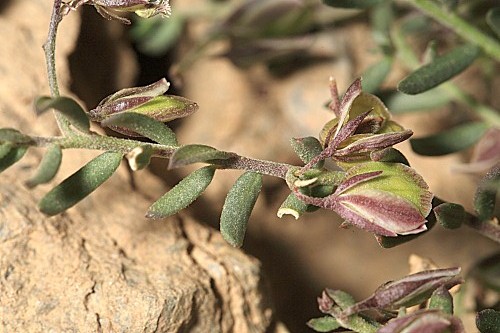 Polygala alpestris (L.) Rchb.