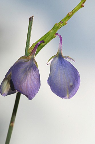 Polygala microphylla L.