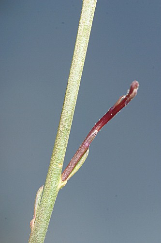 Polygala microphylla L.