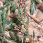 Polygonum aviculare L.