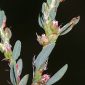 Polygonum aviculare L.