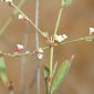 Polygonum equisetiforme Sibth. & Sm.