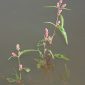 Polygonum lapathifolium L.