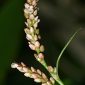 Polygonum persicaria L.