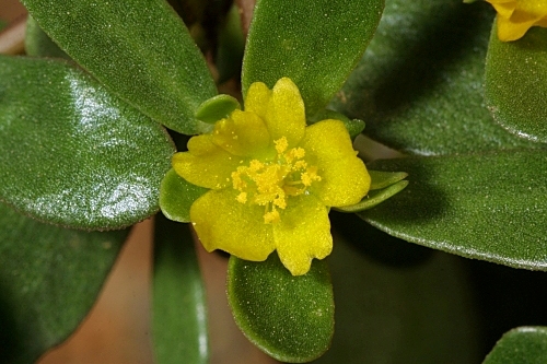Portulaca oleracea L.