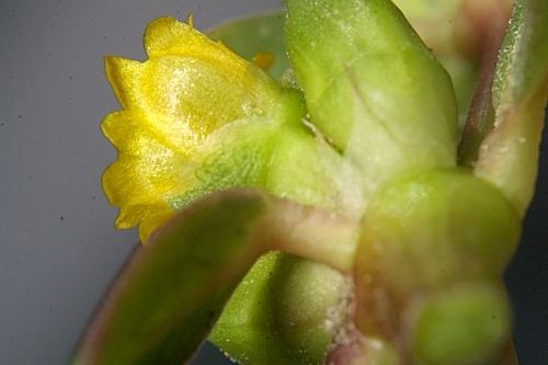 Portulaca oleracea L.