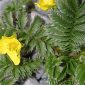 Potentilla anserina L.