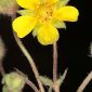 Potentilla cinerea Chaix ex Vill.