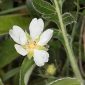 Potentilla montana Brot.