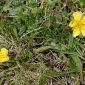 Potentilla nevadensis Boiss.