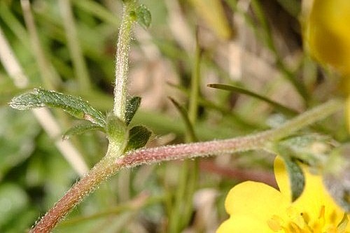 Potentilla nevadensis Boiss.