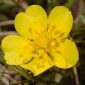 Potentilla nevadensis Boiss.