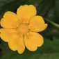 Potentilla reptans L.