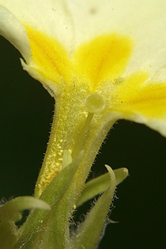 Primula acaulis subsp. acaulis (L.) L