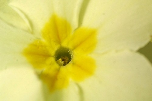 Primula acaulis subsp. acaulis (L.) L