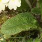 Primula acaulis subsp. acaulis (L.) L