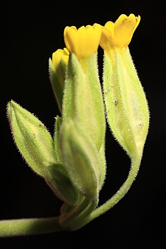 Primula elatior subsp. lofthousei (Hesl.-Harr.) W.W. Sm. & Fletcher