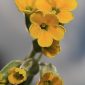 Primula elatior subsp. lofthousei (Hesl.-Harr.) W.W. Sm. & Fletcher