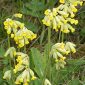 Primula veris subsp. veris L.