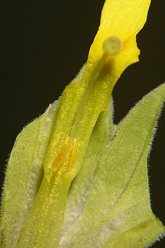 Primula veris subsp. veris L.
