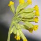 Primula veris subsp. veris L.