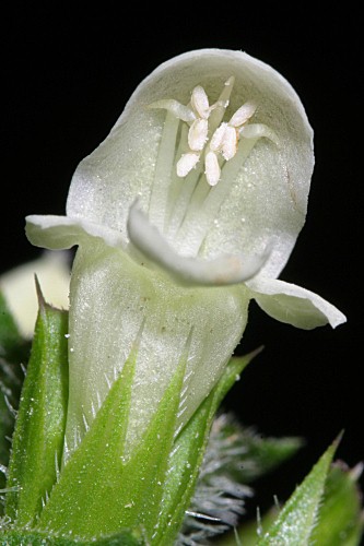 Prunella laciniata (L.) L.