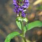 Prunella vulgaris L.