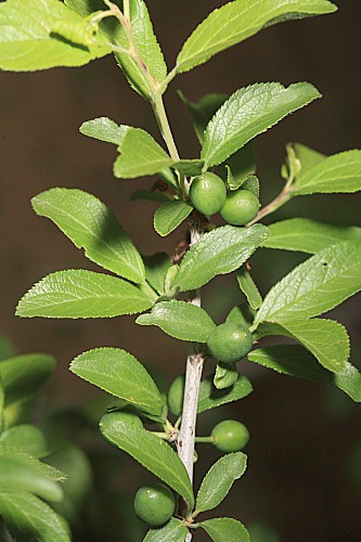 Prunus insititia L.