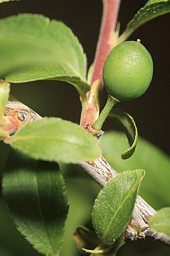 Prunus insititia L.