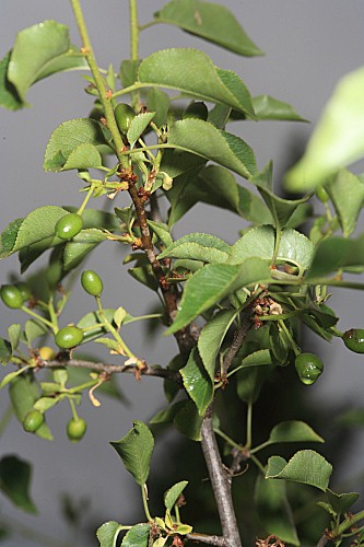 Prunus mahaleb L.