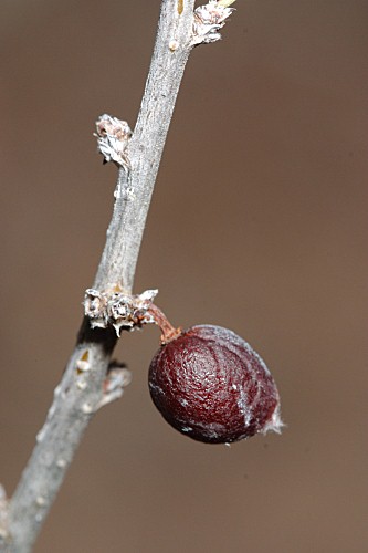 Prunus prostrata Labill.
