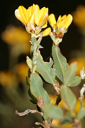 Pterospartum tridentatum (L.) Willk.