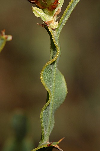 Pterospartum tridentatum (L.) Willk.