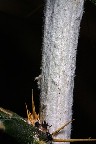 Ptilostemon hispanicus (Lam.) Grouter